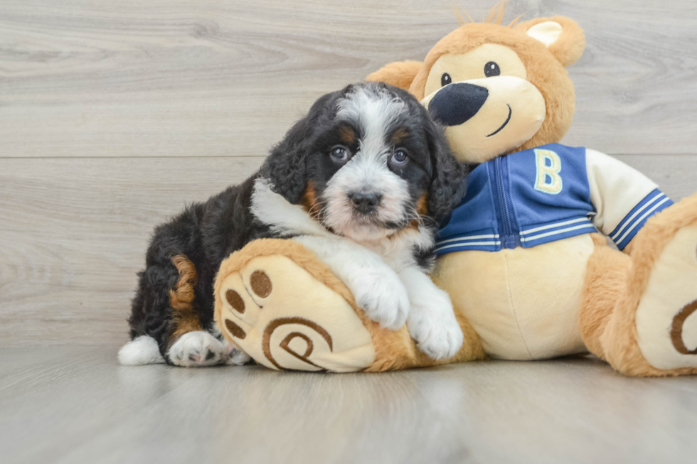 Petite Mini Bernedoodle Poodle Mix Pup