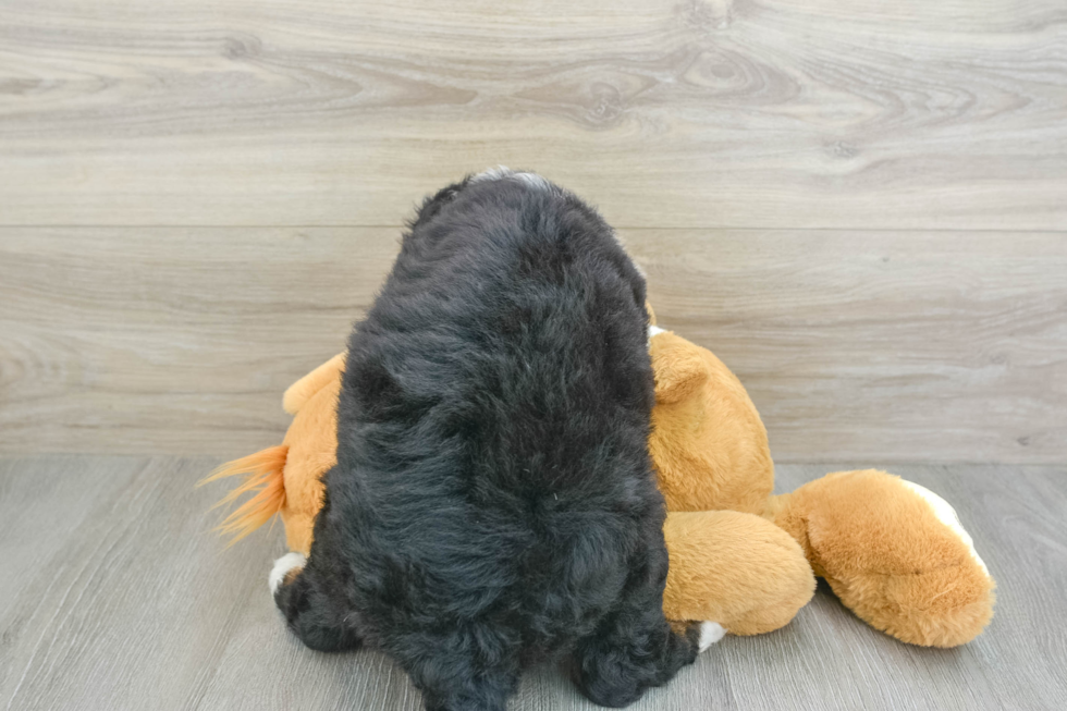 Best Mini Bernedoodle Baby