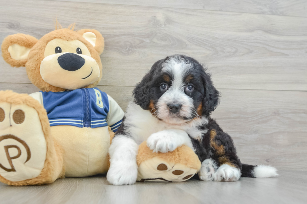 5 week old Mini Bernedoodle Puppy For Sale - Simply Southern Pups