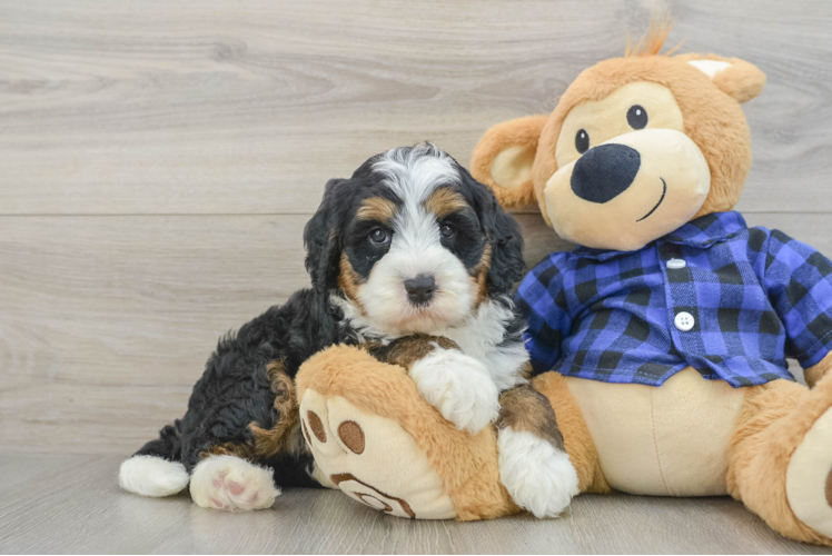 Mini Bernedoodle Puppy for Adoption