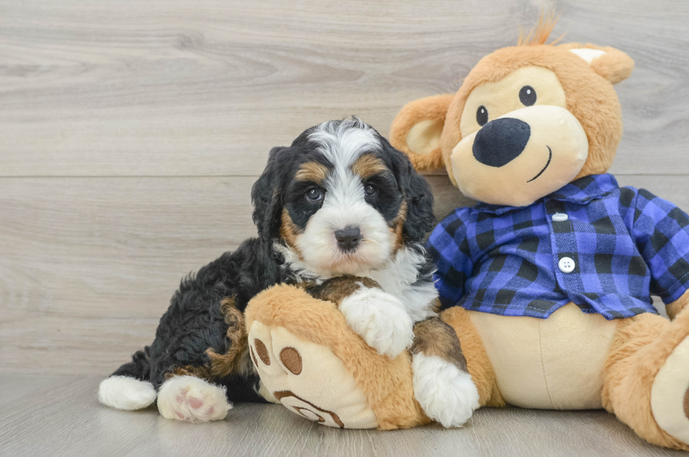 6 week old Mini Bernedoodle Puppy For Sale - Simply Southern Pups