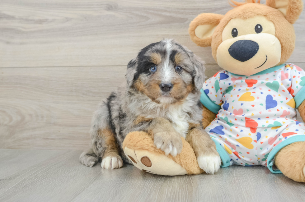 5 week old Mini Bernedoodle Puppy For Sale - Simply Southern Pups