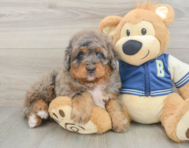 5 week old Mini Bernedoodle Puppy For Sale - Simply Southern Pups