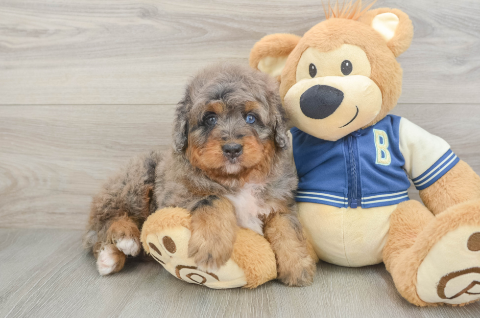 5 week old Mini Bernedoodle Puppy For Sale - Simply Southern Pups