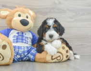5 week old Mini Bernedoodle Puppy For Sale - Simply Southern Pups