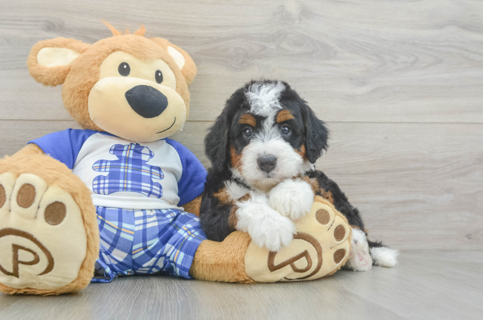 5 week old Mini Bernedoodle Puppy For Sale - Simply Southern Pups
