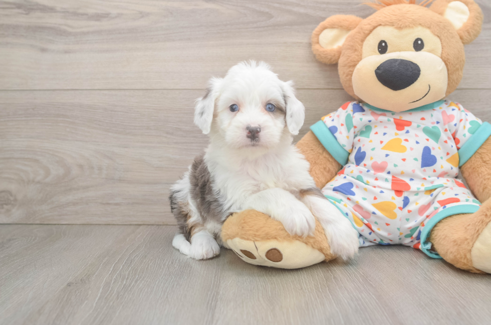 5 week old Mini Bernedoodle Puppy For Sale - Simply Southern Pups