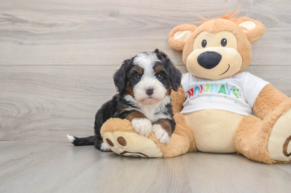 5 week old Mini Bernedoodle Puppy For Sale - Simply Southern Pups