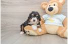 Fluffy Mini Bernedoodle Poodle Mix Pup