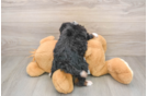 Cute Mini Bernedoodle Baby