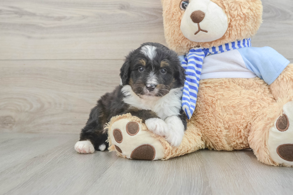 Smart Mini Bernedoodle Poodle Mix Pup