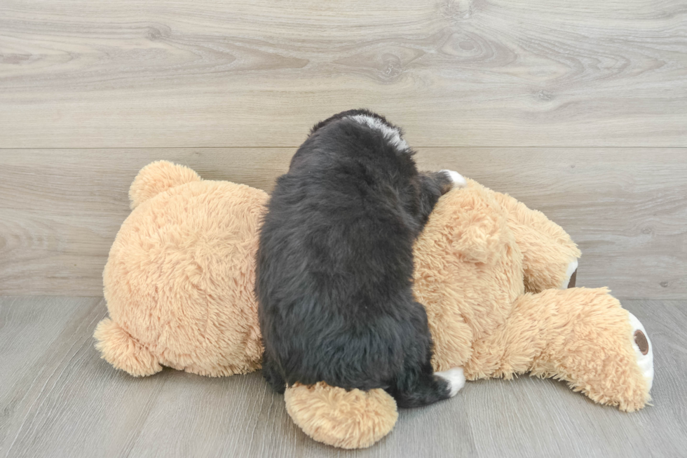 Best Mini Bernedoodle Baby