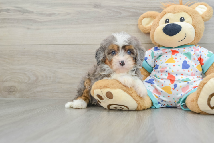 Small Mini Bernedoodle Baby