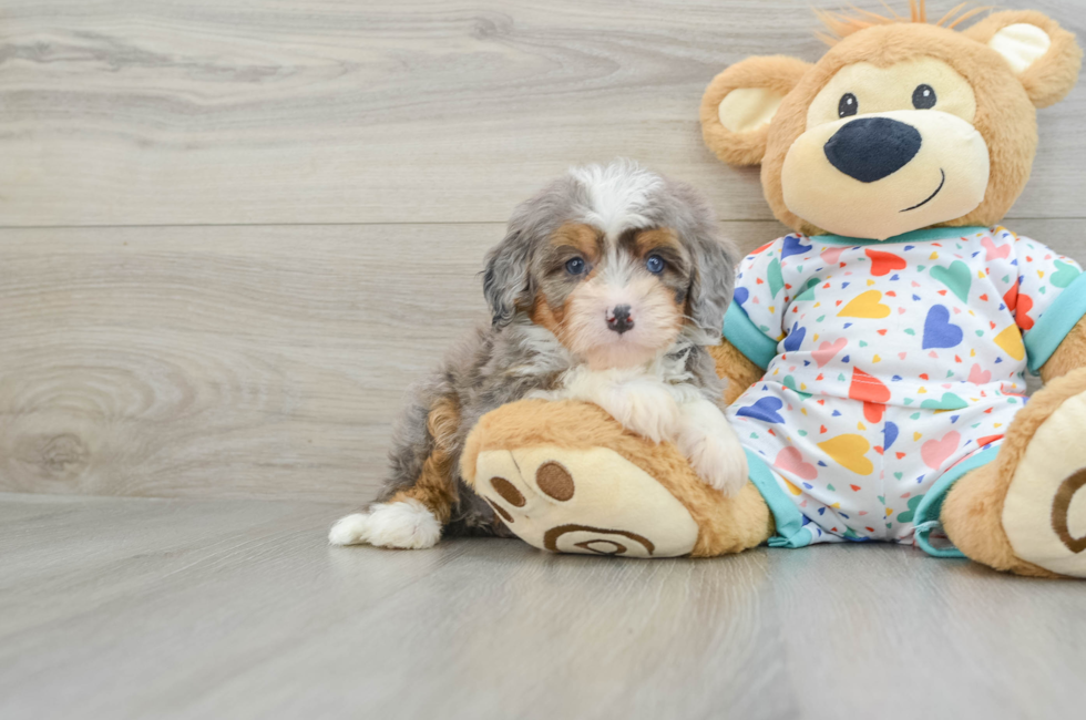 6 week old Mini Bernedoodle Puppy For Sale - Simply Southern Pups