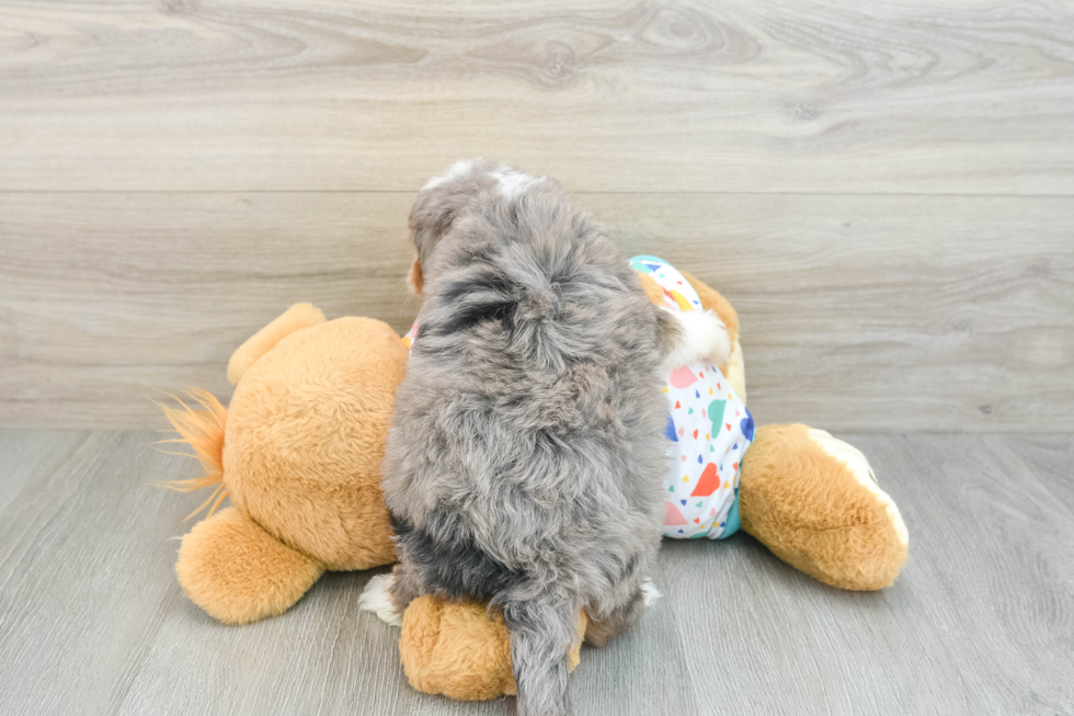 Mini Bernedoodle Puppy for Adoption