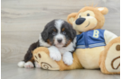 Best Mini Bernedoodle Baby