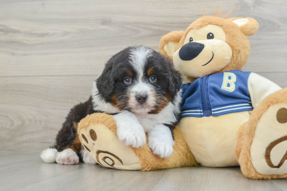 Best Mini Bernedoodle Baby