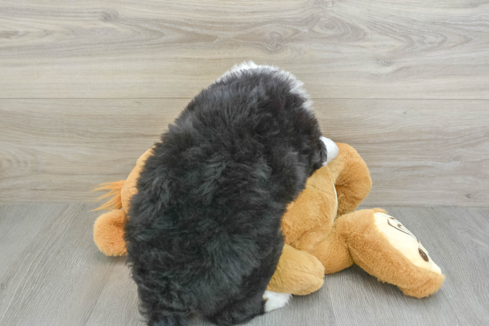 Hypoallergenic Mini Bernadoodle Poodle Mix Puppy