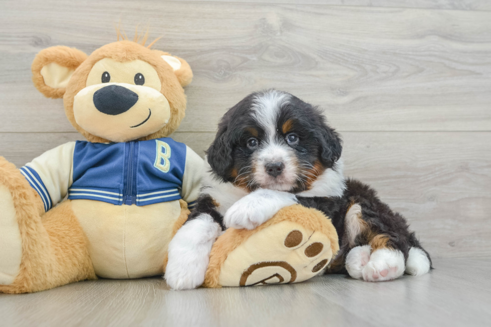 Mini Bernedoodle Pup Being Cute