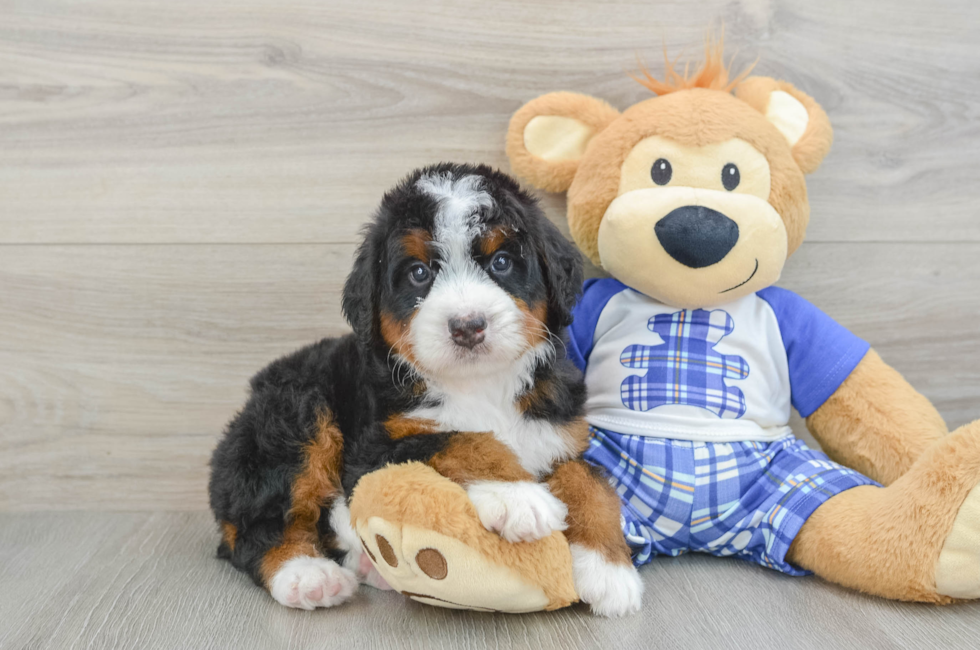 6 week old Mini Bernedoodle Puppy For Sale - Simply Southern Pups