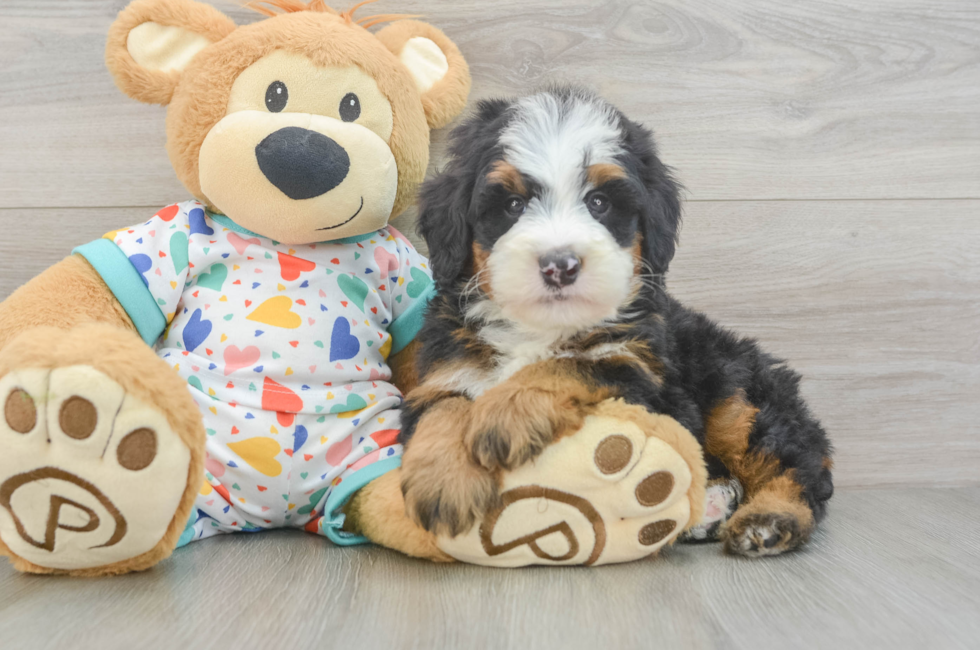 6 week old Mini Bernedoodle Puppy For Sale - Simply Southern Pups