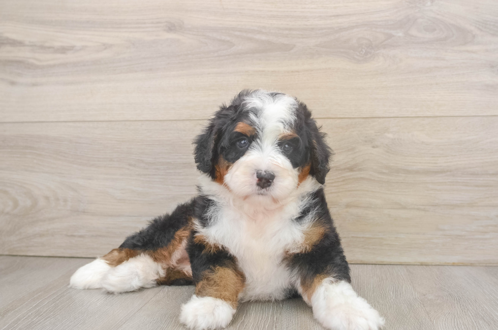 5 week old Mini Bernedoodle Puppy For Sale - Simply Southern Pups