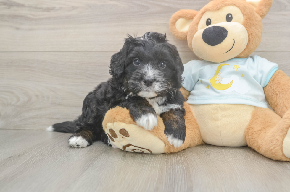 5 week old Mini Bernedoodle Puppy For Sale - Simply Southern Pups
