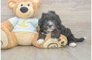 Best Mini Bernedoodle Baby