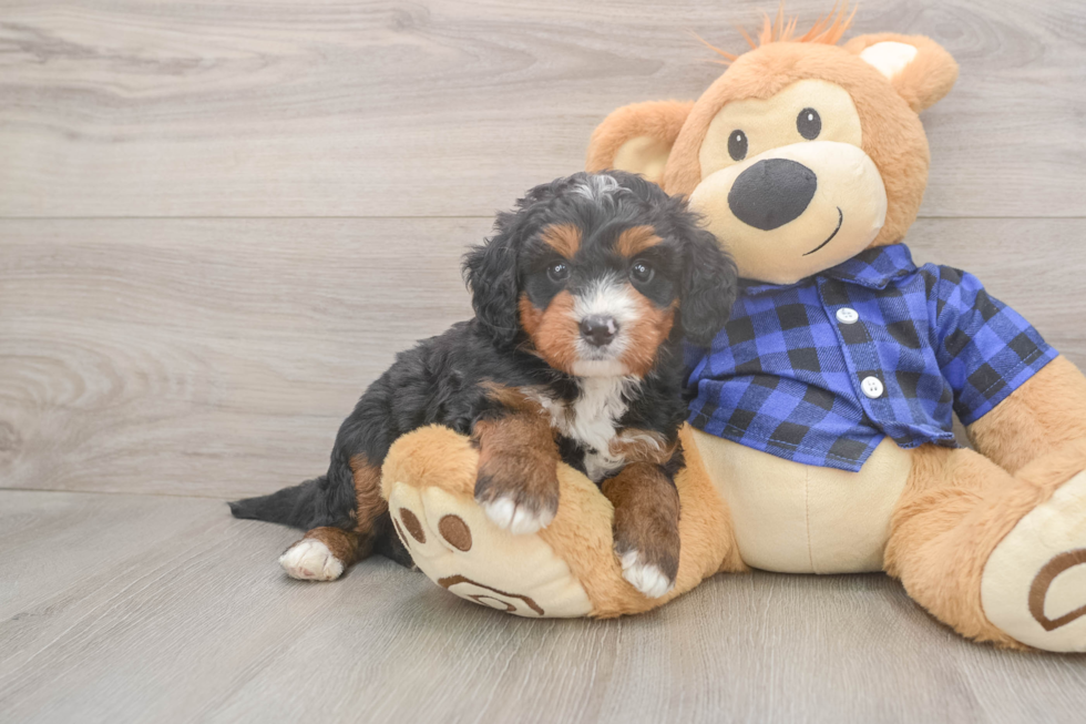 Fluffy Mini Bernedoodle Poodle Mix Pup