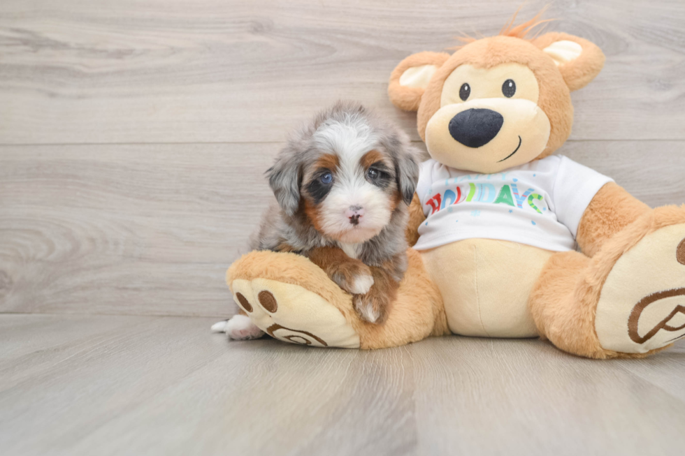 Adorable Mini Bernadoodle Poodle Mix Puppy