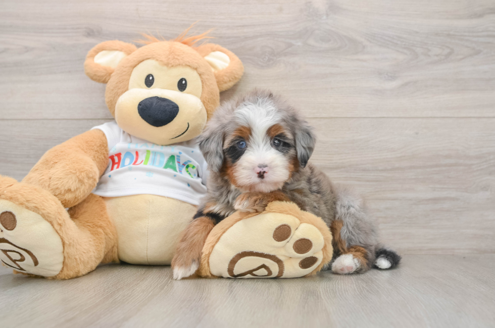 5 week old Mini Bernedoodle Puppy For Sale - Simply Southern Pups