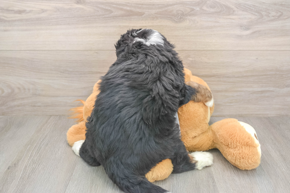 Playful Bernadoodle Poodle Mix Puppy