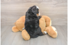 Friendly Mini Bernedoodle Baby