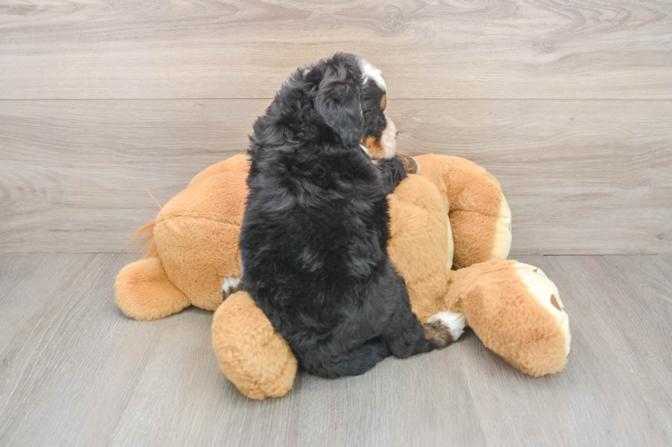 Friendly Mini Bernedoodle Baby