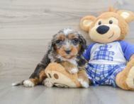 7 week old Mini Bernedoodle Puppy For Sale - Simply Southern Pups