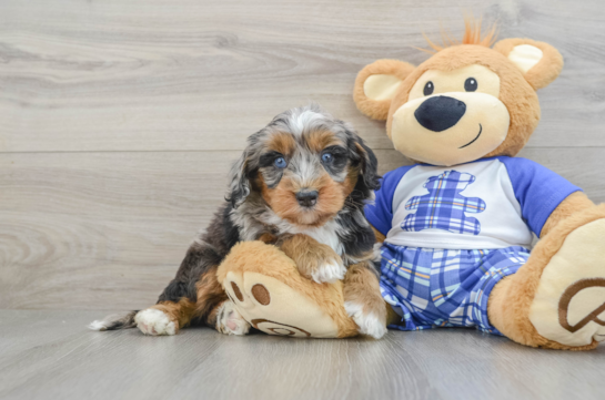 Mini Bernedoodle Pup Being Cute