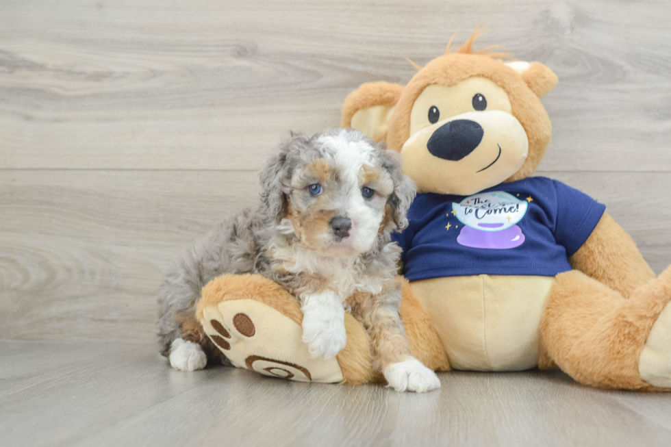 Best Mini Bernedoodle Baby