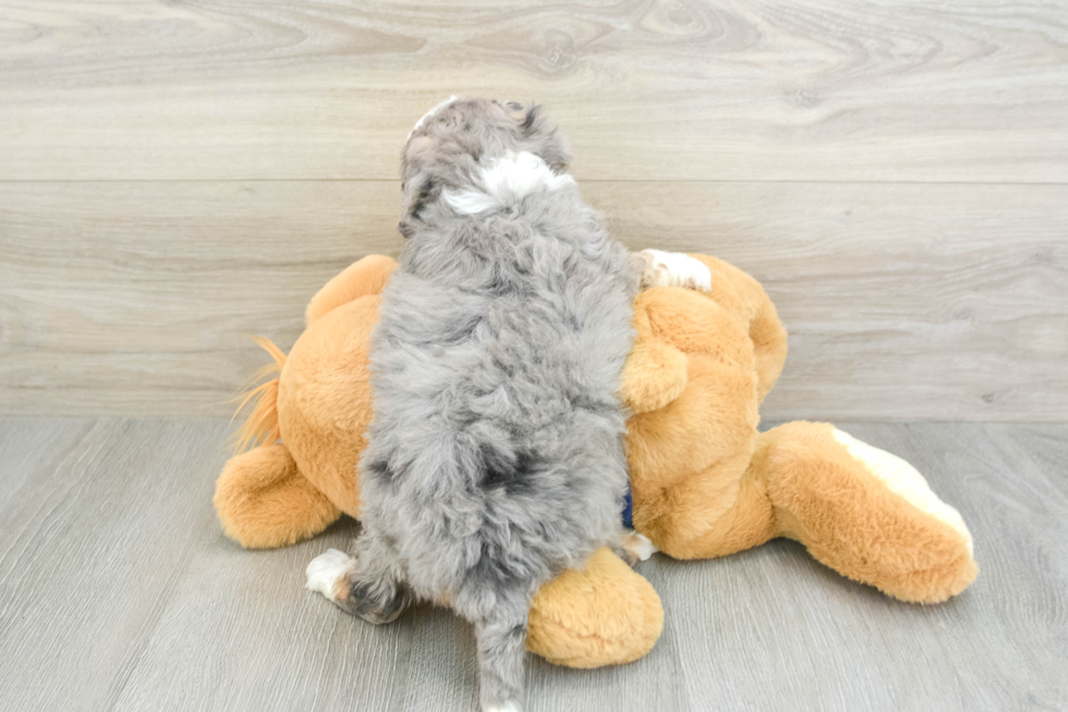 Mini Bernedoodle Pup Being Cute