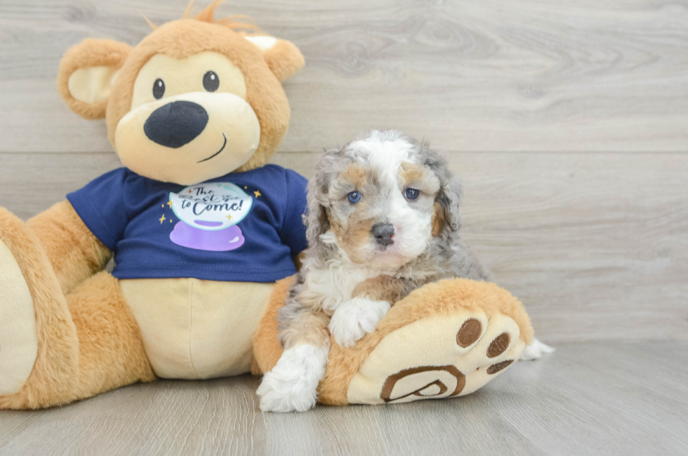 5 week old Mini Bernedoodle Puppy For Sale - Simply Southern Pups