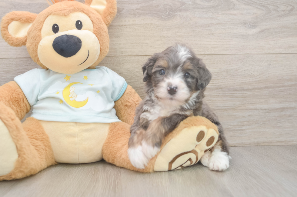6 week old Mini Bernedoodle Puppy For Sale - Simply Southern Pups