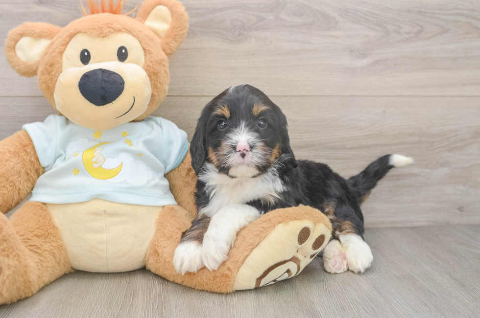 5 week old Mini Bernedoodle Puppy For Sale - Simply Southern Pups