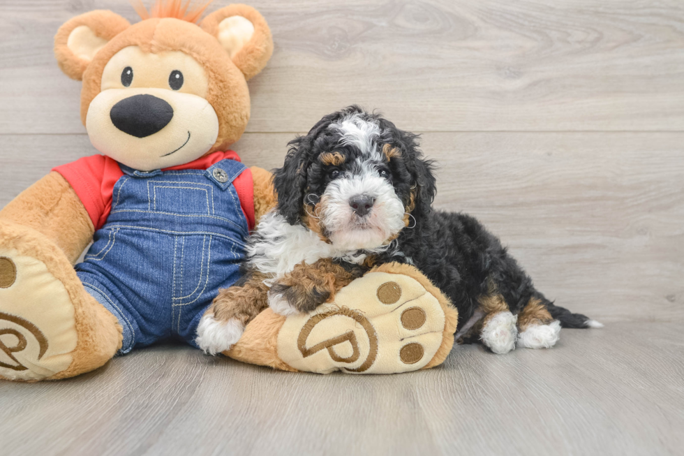 Little Mini Bernese Poodle Poodle Mix Puppy