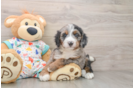 Fluffy Mini Bernedoodle Poodle Mix Pup