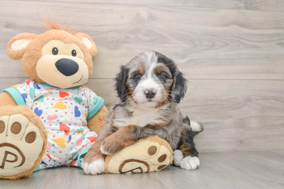 Fluffy Mini Bernedoodle Poodle Mix Pup