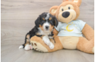 Mini Bernedoodle Puppy for Adoption