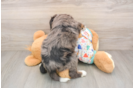 Hypoallergenic Mini Bernesepoo Poodle Mix Puppy