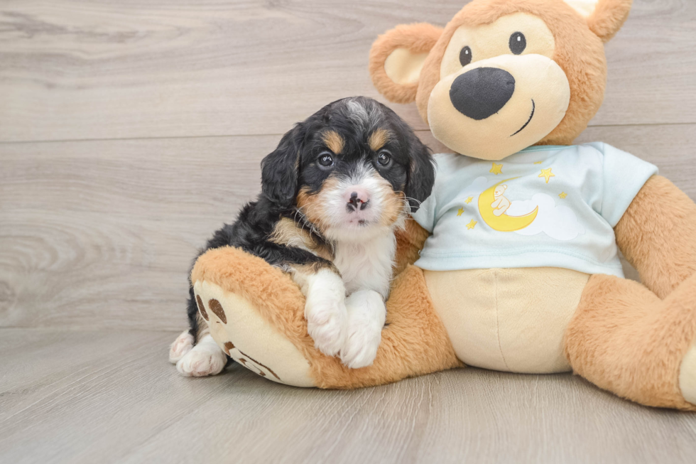 Small Mini Bernedoodle Baby