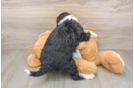 Playful Mini Bernese Poodle Poodle Mix Puppy