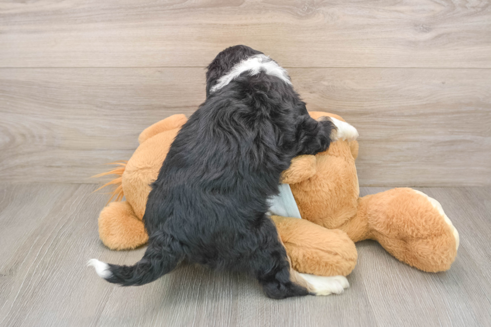 Playful Mini Bernese Poodle Poodle Mix Puppy