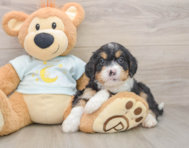 6 week old Mini Bernedoodle Puppy For Sale - Simply Southern Pups